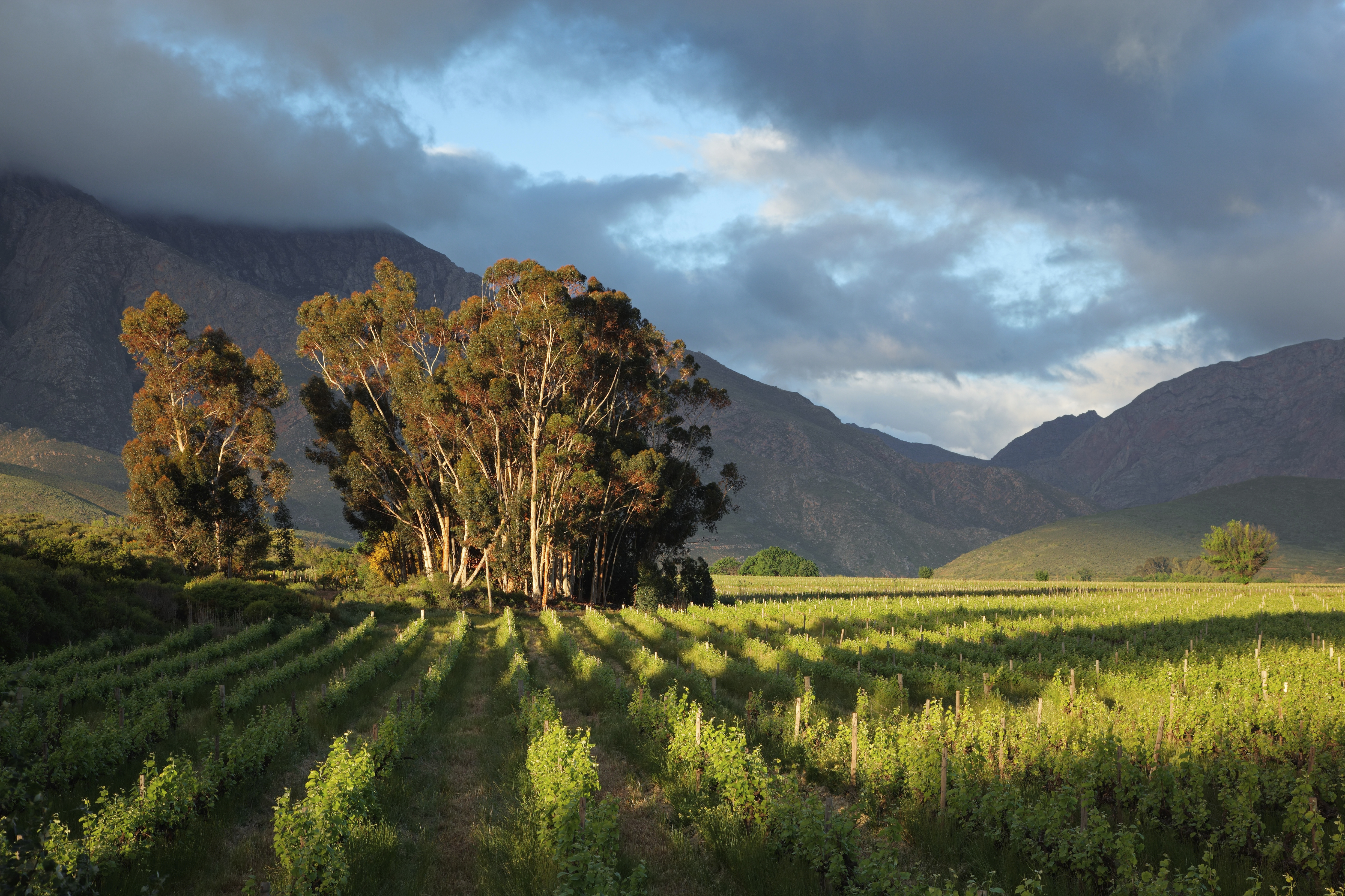 Image: Vineyard landscape
