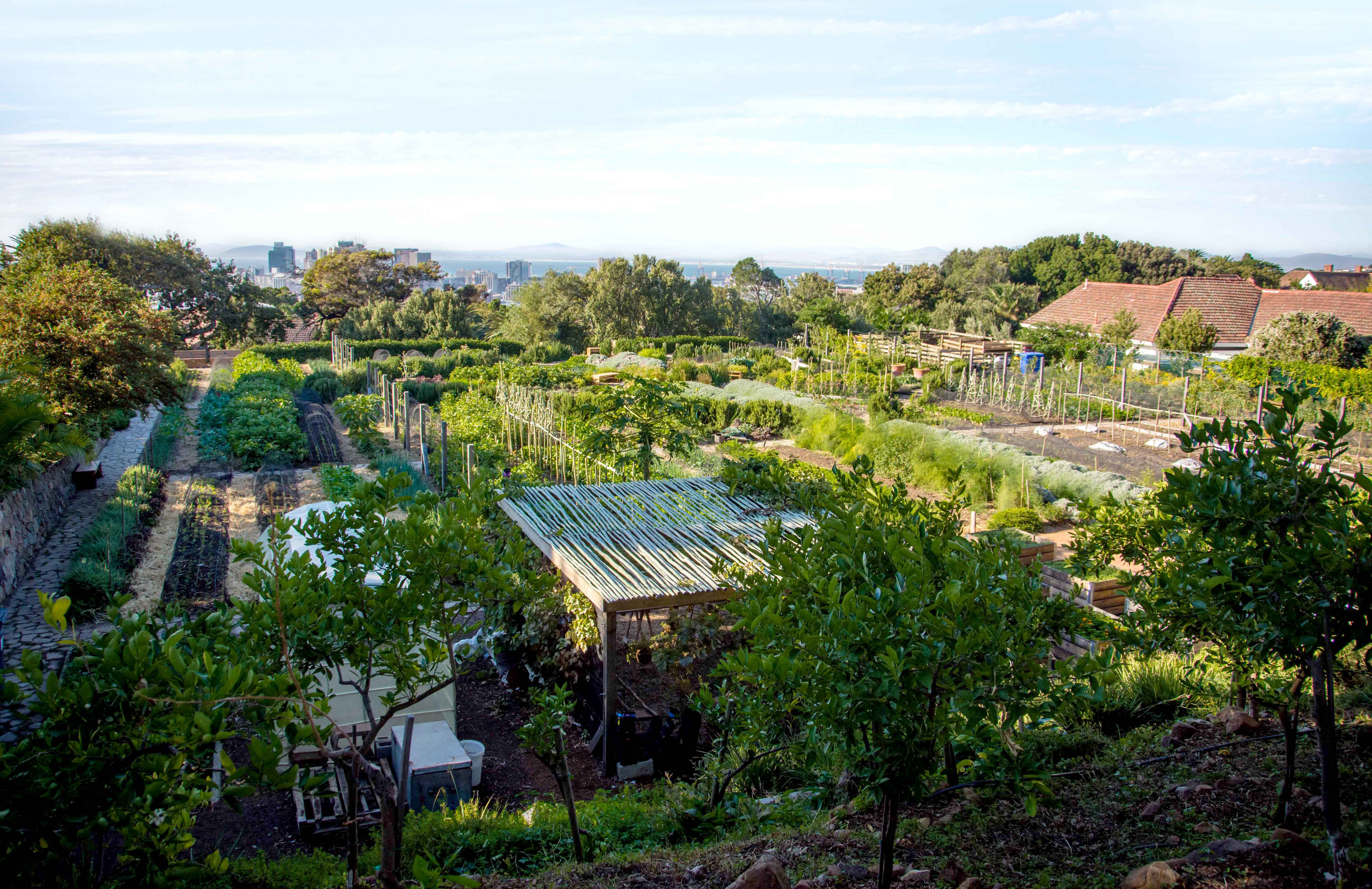 Image: Small farming plot